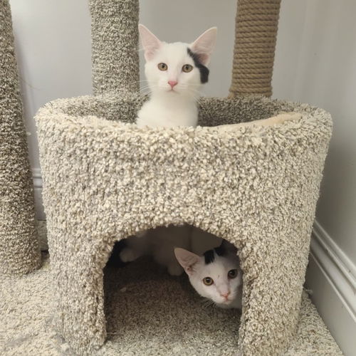 Cisko & Zoey