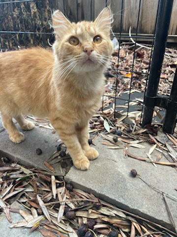 Garfield