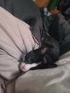 Santiago (& Capone)