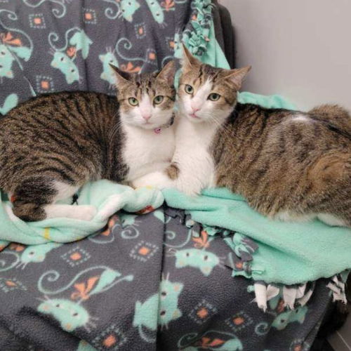Belle & Bodie