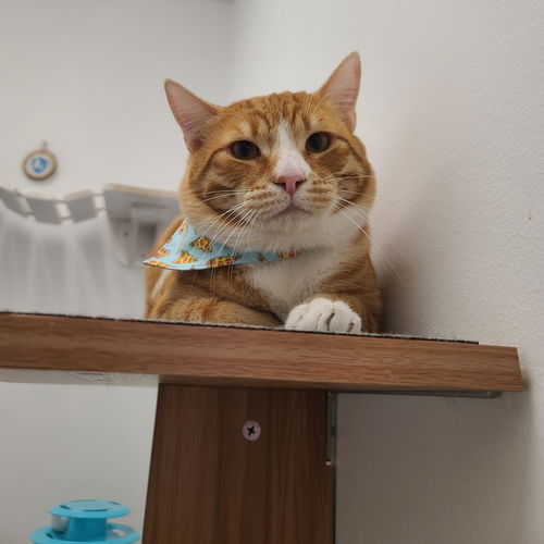 Casanova
