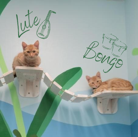 Bongo (& Lute)