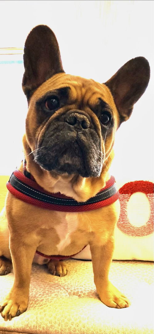 Marcel