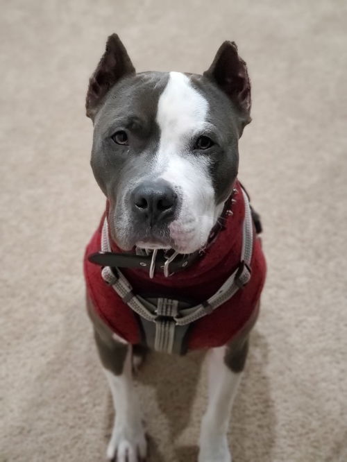 Bo