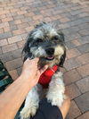 Toby
