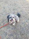 Toby