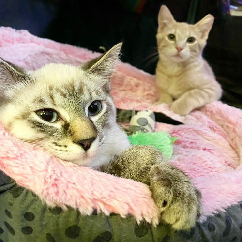 Shasta (& Herman)