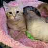 Shasta (& Herman)