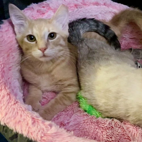Herman (& Shasta)