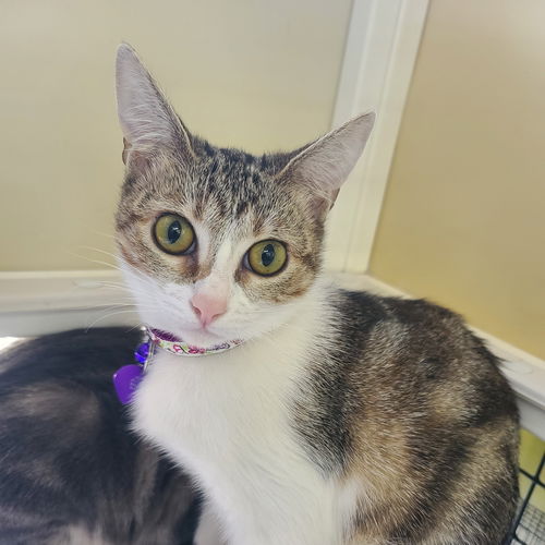 Penelope