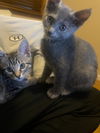 Lyra (bonded with Astra)