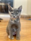 Lyra (bonded with Astra)