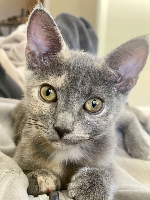 Lyra (bonded with Astra)