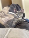 Lyra (bonded with Astra)