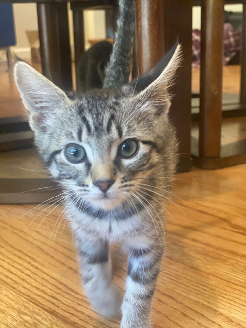 Astra (bonded with Lyra)