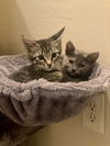 Astra (bonded with Lyra)