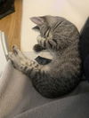 Astra (bonded with Lyra)