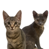 Astra (bonded with Lyra)