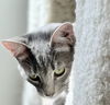 Juno