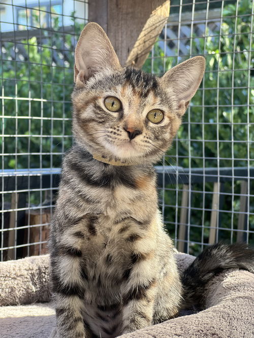 Gigi