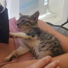 Livia