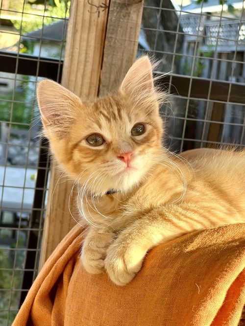 Amber