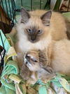 Moonbeam & Eclipse (pair)