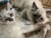 Moonbeam & Eclipse (pair)