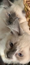 Moonbeam & Eclipse (pair)