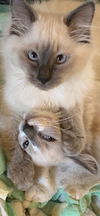 Moonbeam & Eclipse (pair)