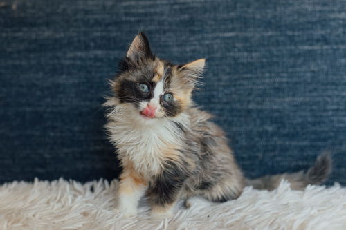 Tetra