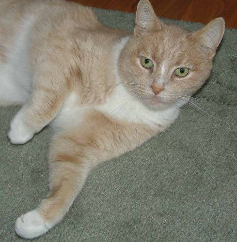 Cinnamon