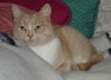 Cinnamon