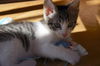 Linus