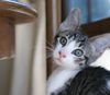 Linus