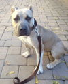 Winston