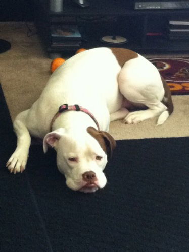 Harley