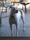 Harley
