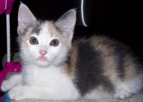 Charming Calico Kittens