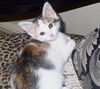 Charming Calico Kittens