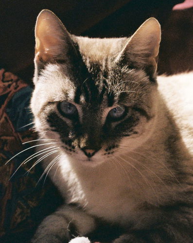 Samuel
