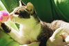 Peet