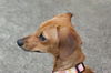 Penny