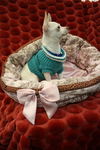 Lilly