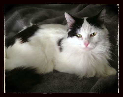 Bilbo