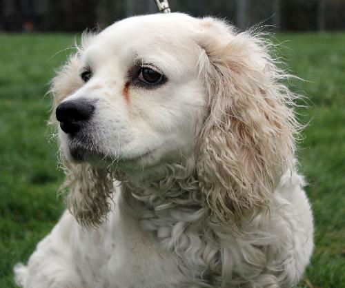 Mozzie