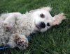 Mozzie