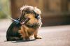 Buddy