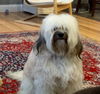 Fozzie Bear