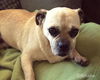 Ozzie
